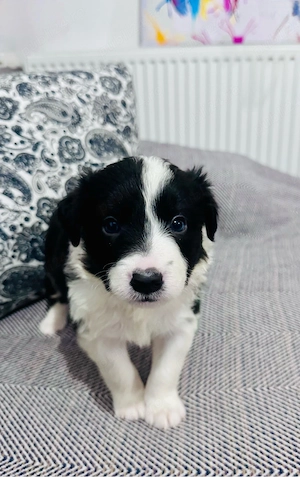  Border Collie cu Pedigree - imagine 5