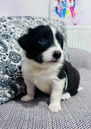  Border Collie cu Pedigree - imagine 4