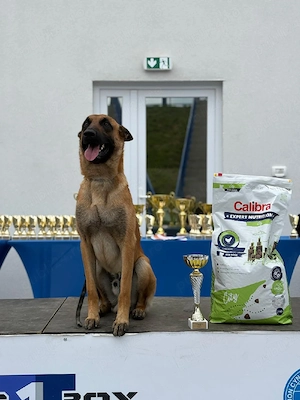 Ciobanesc belgian malinois