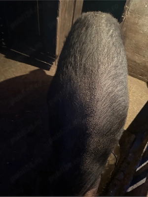 Vand scroafa gestanta la a adoua fatare  - imagine 4