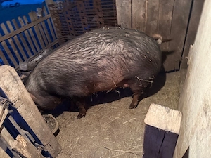 Vand scroafa gestanta la a adoua fatare 