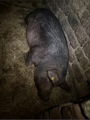 Vand scroafa gestanta la a adoua fatare  - imagine 5