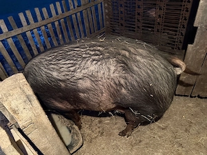 Vand scroafa gestanta la a adoua fatare  - imagine 2