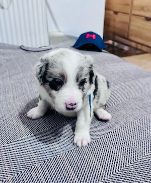 Border Collie cu Pedigree - imagine 5