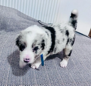 Border Collie cu Pedigree - imagine 3