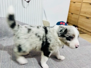 Border Collie cu Pedigree - imagine 2