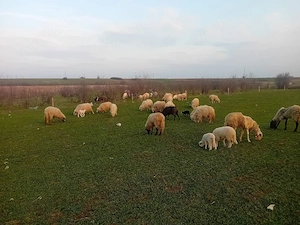 Vand oi si capre cu miei dupa ele