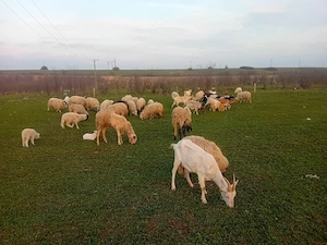 Vand oi si capre cu miei dupa ele - imagine 2