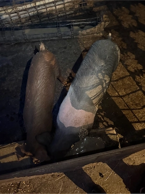 Vand 2 porci unul mai mare si unul mai mic  - imagine 4