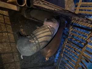 Vand 2 porci unul mai mare si unul mai mic 