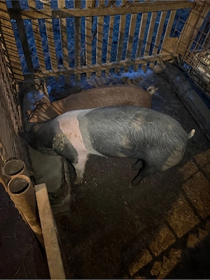 Vand 2 porci unul mai mare si unul mai mic  - imagine 5