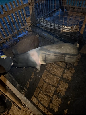 Vand 2 porci unul mai mare si unul mai mic  - imagine 3