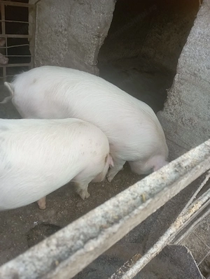 Porci de vânzare  - imagine 3