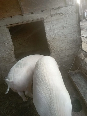 Porci de vânzare  - imagine 2