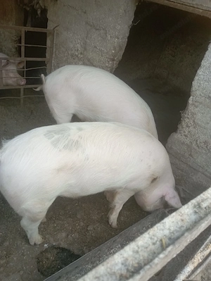 Porci de vânzare 