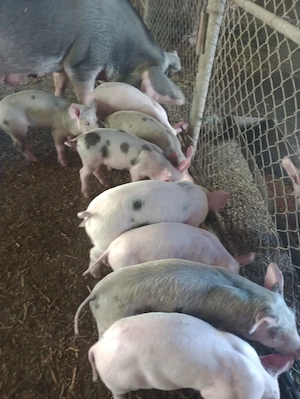 Vând purcei duroc cu pietran - imagine 4