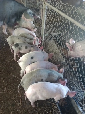 Vând purcei duroc cu pietran - imagine 3