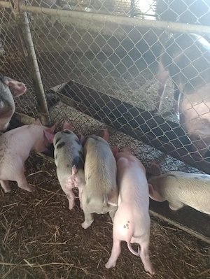 Vând purcei duroc cu pietran