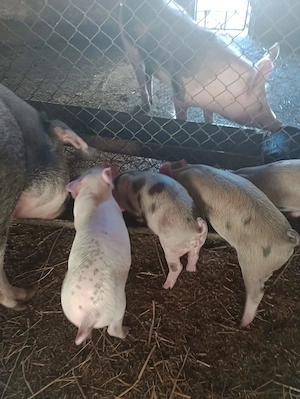 Vând purcei duroc cu pietran - imagine 5