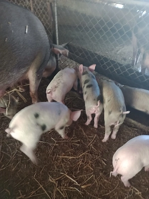 Vând purcei duroc cu pietran - imagine 2