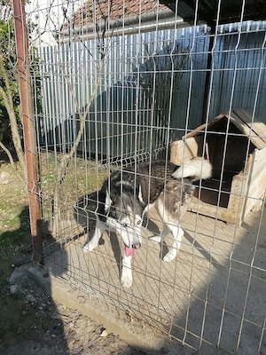 Vând huski  - imagine 2