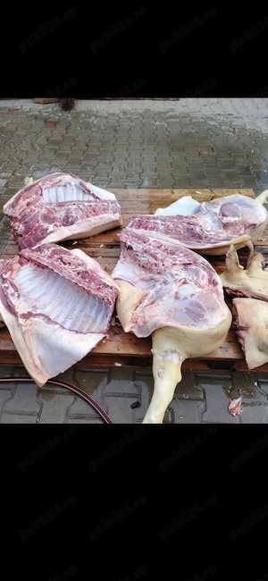 Porc rasa Duroc de vanzare