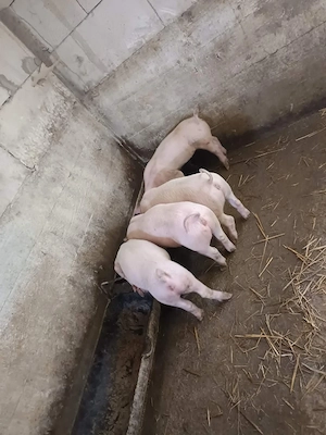 Purcei disponibili vaccinati și deparazitati  - imagine 3