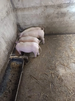 Purcei disponibili vaccinati și deparazitati  - imagine 5