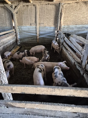 vand purcei din rasa marele alb cu duroc (rasa de carne ,dar nu nu-mai)   Cu greutate cuprinsa 30-35 - imagine 2