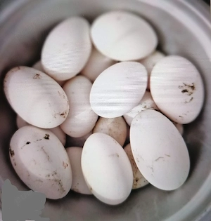 Oua de gașca, ouă de gâscă - imagine 2