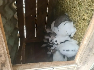 Vând iepuri de casă sănătoși,ideali pentru creștere