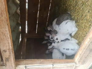 Vând iepuri de casă sănătoși,ideali pentru creștere - imagine 2