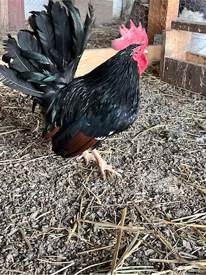 cocos chobo  - imagine 2