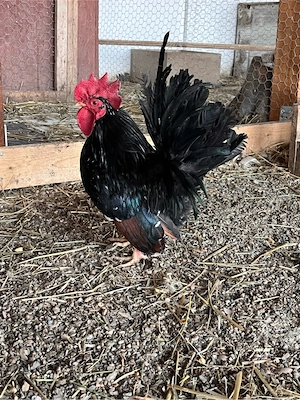 cocos chobo  - imagine 3