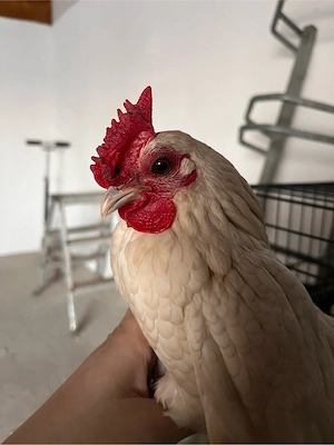 cocos sebright - imagine 2