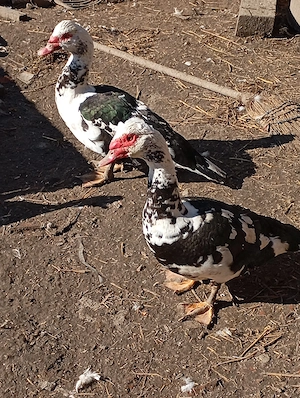 Vind rățoii muți  - imagine 2