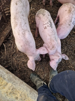 de vanzare - imagine 2