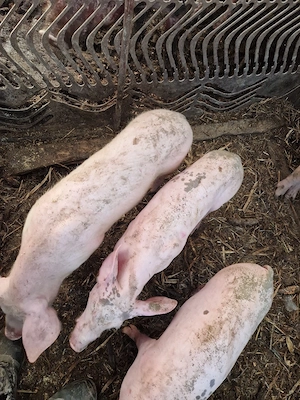 de vanzare - imagine 3