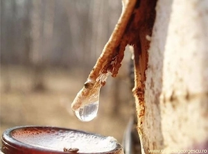 Vând seva de mesteacan