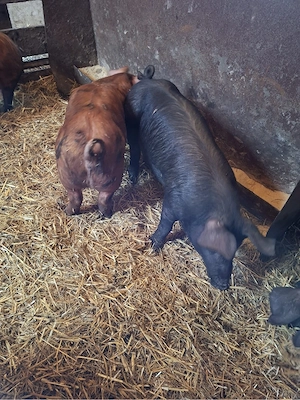 Vand surdei DUROC - imagine 2