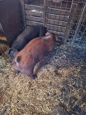 Vand surdei DUROC - imagine 4