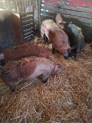 Vand surdei DUROC - imagine 3