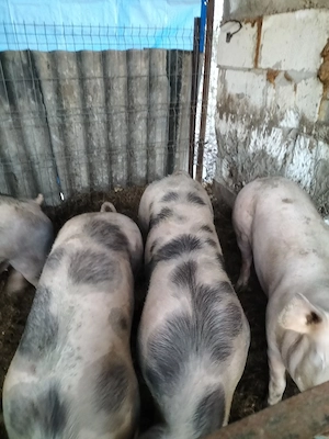 porci de vanzare - imagine 2