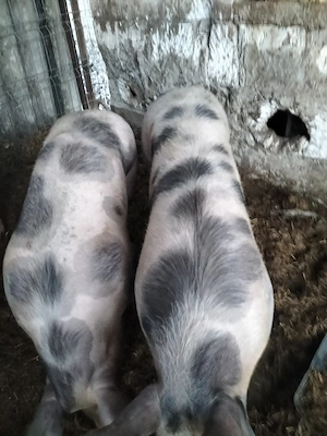 porci de vanzare - imagine 3