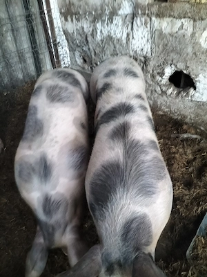 porci de vanzare - imagine 4