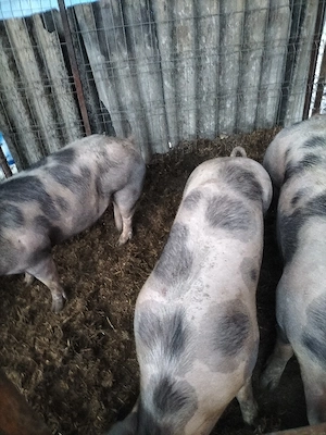 porci de vanzare - imagine 5
