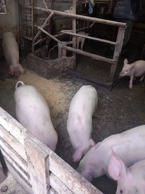 porci de la 100 kg in sus de vanzare  - imagine 2