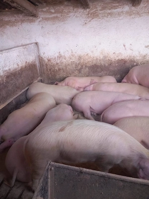 porci de la 100 kg in sus de vanzare  - imagine 3