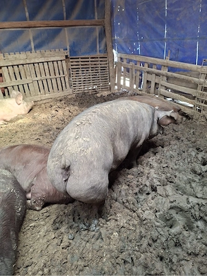 Vand scroafe pt sacrificare - imagine 3