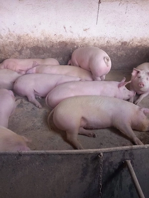 porci de la 100 kg in sus de vanzare 